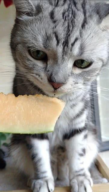 吃瓜猫猫图,揭秘吃瓜猫猫图背后的趣味故事