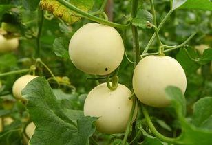 乌迳吃瓜,揭秘当地特色美食背后的故事