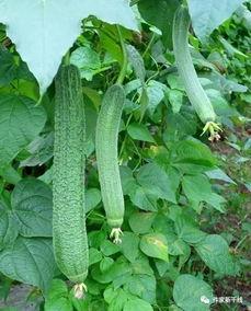 最新吃瓜李,娱乐圈风云再起