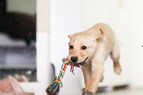 狗站在墙上吃瓜,狗狗的独特“餐桌”体验