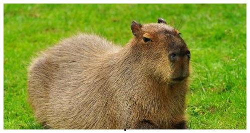 大水豚吃瓜的视频,萌态十足引网友热议