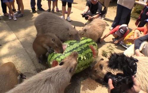 大水豚吃瓜的视频,萌态十足引网友热议