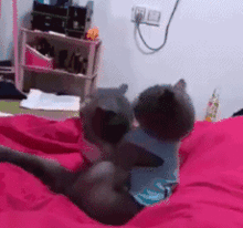 吃瓜猫gif,萌态可掬，笑料横生的瞬间