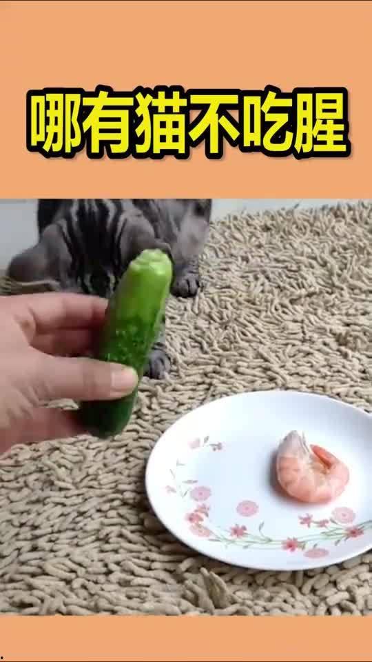 吃瓜猫gif,萌态可掬，笑料横生的瞬间