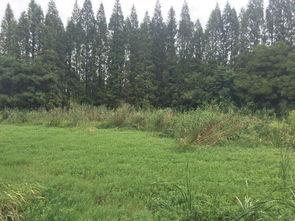 泰州柳园吃瓜,清凉一夏，味蕾狂欢