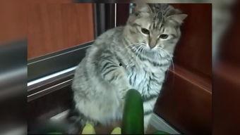 小猫陪人吃瓜,喵星人陪你共享瓜香时光