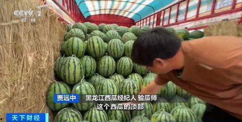 顺平吃瓜,揭秘网络热点的背后故事