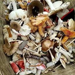 吃瓜小菌子,揭秘娱乐圈那些不为人知的幕后故事