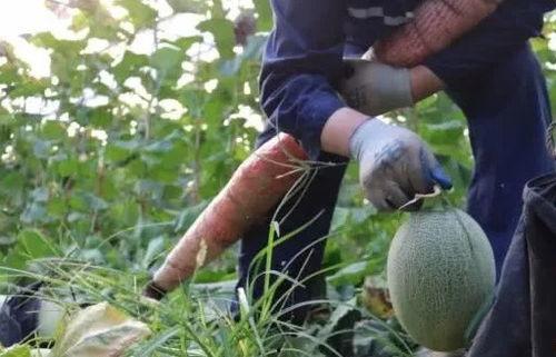 吃瓜出众,揭秘娱乐圈幕后那些事儿