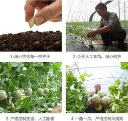 年终聚会吃瓜,欢乐时光里的趣味瞬间