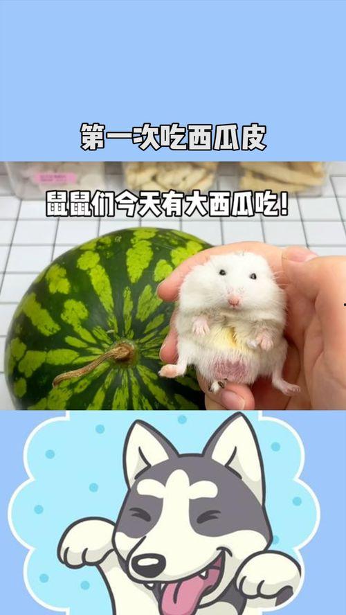 小老鼠吃瓜了,小老鼠的夏日瓜果盛宴