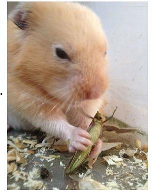 小老鼠吃瓜了,小老鼠的夏日瓜果盛宴